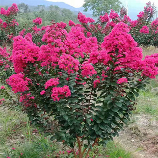 日本百日紅圖片 海量高清日本百日紅圖片大全 阿里巴巴