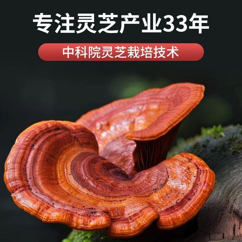 壁破壊霊芝胞子粉末ブルーハット認定高霊芝トリテルペン 18 スポット卸売 250 グラム壁破壊霊芝胞子粉末|undefined