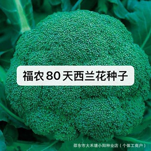 ���r80�����m���N�ӾGɫ�����߲˷N�ӻ�Ҭ���ͺ��͟Ứ����