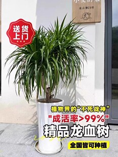 2P80��Ѫ�������Ϙ��҃ȴ���ֲ���Gֲ��횘����~��ǧ��ľ�͏d��