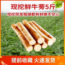优选 现挖牛蒡1斤装徐州天地根合作社产品现挖生鲜蔬菜牛膀茶