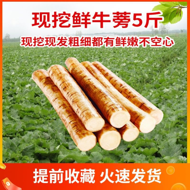 优选 现挖牛蒡1斤装徐州天地根合作社产品现挖生鲜蔬菜牛膀茶