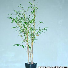 t^ͥԺ̨͏dUӗU҃^~Gֲձt辰