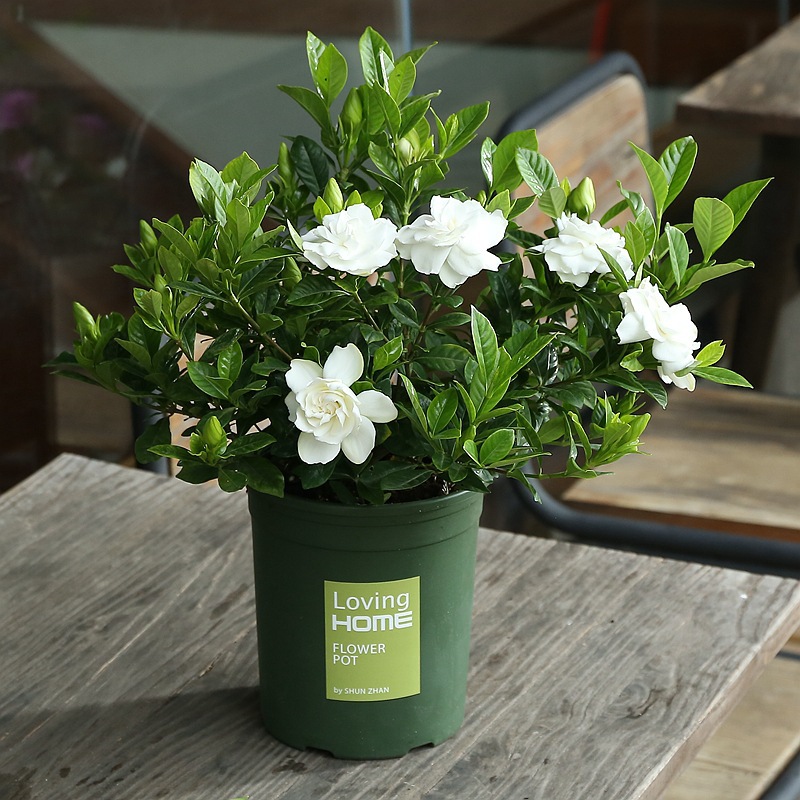 栀子花盆栽 带花苞 四季开花观 花植物 室内好养的浓香型花苗