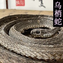 乌梢蛇 四川乌稍蛇 全开乌梢蛇乌蛇实物拍摄