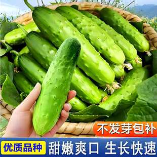 ˮ���S�ϷN�Ӻ��S����ϷN���r�Ҳ˵ش����ļ��׷Nֲ�Ϲ��߲˷N��