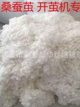 大个桑蚕精干茧 现场开茧机抽丝机可用 蚕丝原料蚕茧球 蚕丝厂