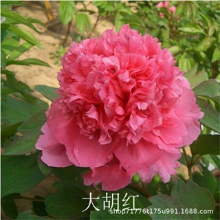 批发四季富贵牡丹苗观赏花卉秋牡丹苗盆栽室内室外绿植品种齐全