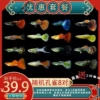 Purebred peacocks will get 2 pairs from 8 random pairs