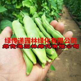东北油豆角种子一点红架豆春季夏季蔬菜种孑特级大宽四季芸豆种籽