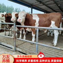 肉牛养殖场养殖 育肥一头西门塔尔牛一年的纯利润是多少 牛犊