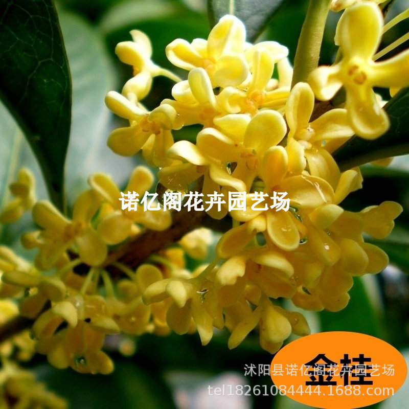 金桂花树苗桂花苗盆栽嫁接苗四季桂室内外浓香型阳台花卉绿植庭院