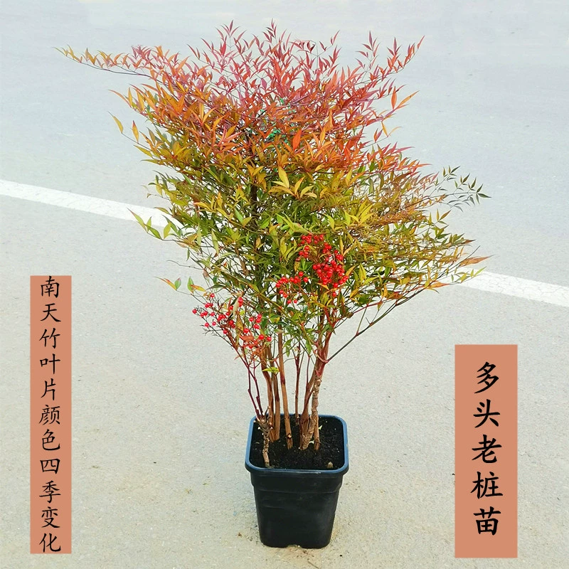 Нантьянжу в горшке красный Тяньчжу большой цветок саженец гидропонное пламя старый ворс бонсай Плодовое растение фруктовый лист растение холодостойкость