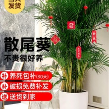 散尾葵植物盆栽客厅大型绿植室内落地办公室盆景凤尾竹天堂鸟植物