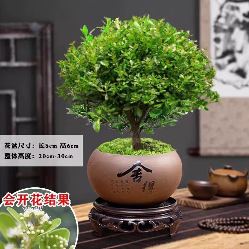 [핫 추천] 프리미엄 작은잎 피니퍼스 + 세드 세라믹 화분 + 레진 원형 트레이 + 이끼 + 비료 [생존 보장]