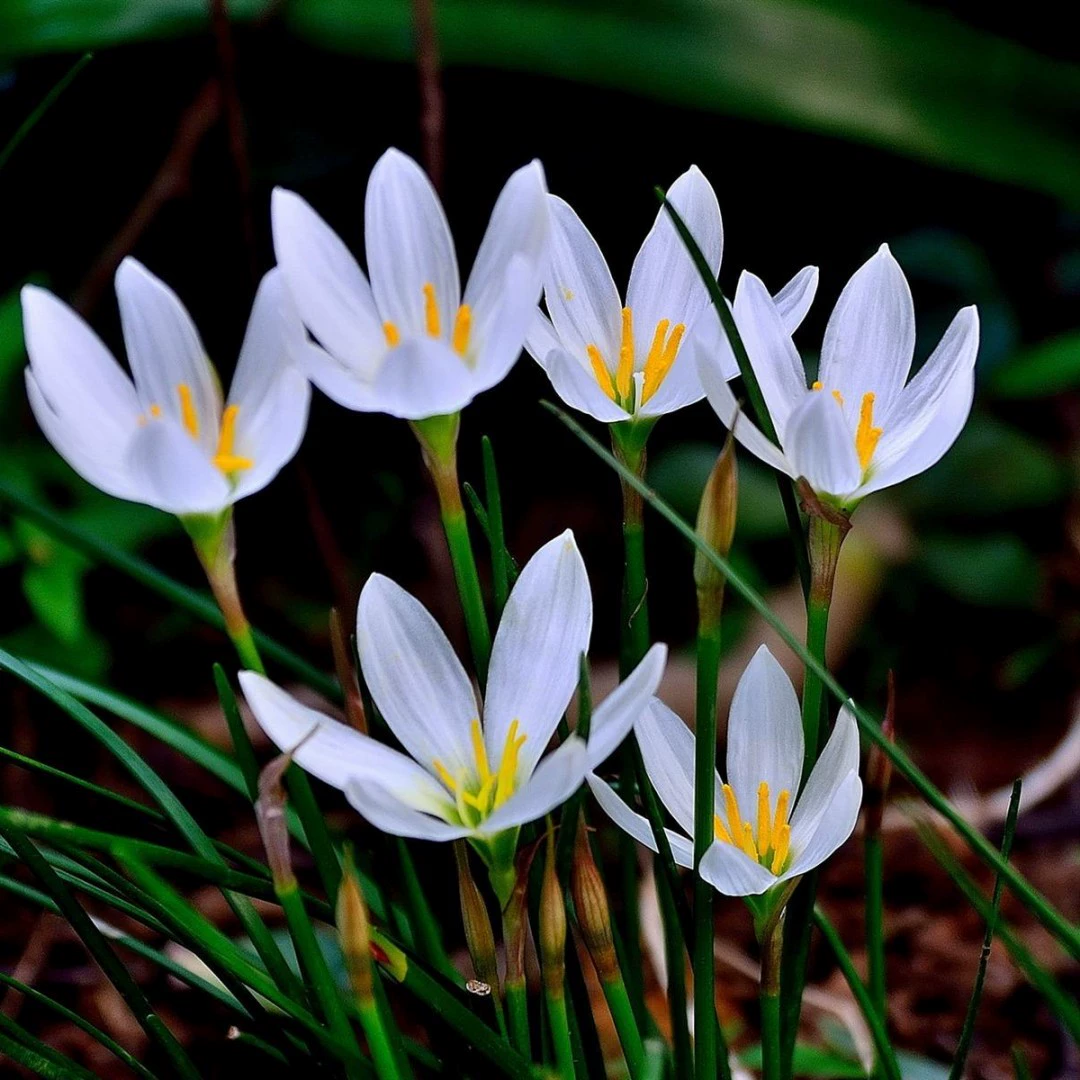 Цветы Горшечное растение висячая Орхидея лук Орхидея рассада ветер и дождь Орхидея лук Орхидея рассада горшечные цветы текущий год цветение лук Орхидея рассада