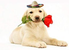 Creative wholesale new pet hats pet straw small hats party supplies Mexican pet small hats