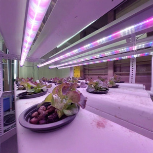 T8 Fleshy Specialized Plant Growth Light Full Spectrum Three Row Plant Light LED Vegetable Fleshy Green Plant Supplements Light