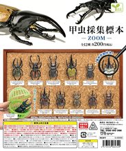 『预订5月』yell甲虫采集标本～ZOOM～