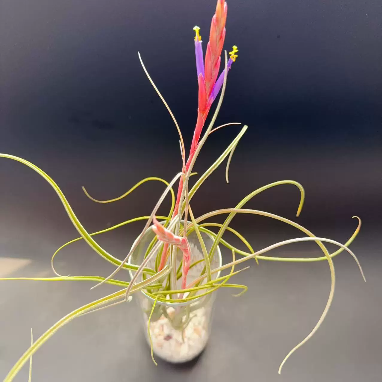 Бэйли Арт, ландшафтный дизайн с зелеными растениями, редкие сорта воздушных ананасов, ленивые растения, оптовые поставки материалов для домашнего цветоводства