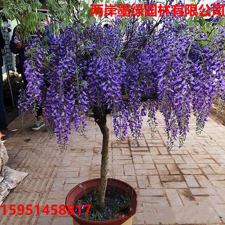 Глициния цветок саженец вьющееся растение вьющийся цветок стена двора четыре сезона цветение лоза Глициния Цветок рассада Горшечное растение