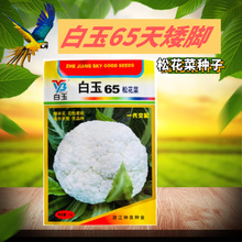 白玉矮脚松花菜65天早熟夏秋播种神良青梗有机白花菜蔬菜种孑批