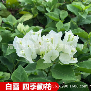Chinese Red Bougainvillea Climbing Vine Plant Potted Brazilian Angus Double-Petaled Old Pile Indoor and Outdoor Courtyard Blooming in All Seasons