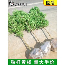 һ�����l�S����窚�UС�~�S��������ͥԺ���Թ��ӸߗU�����辰��