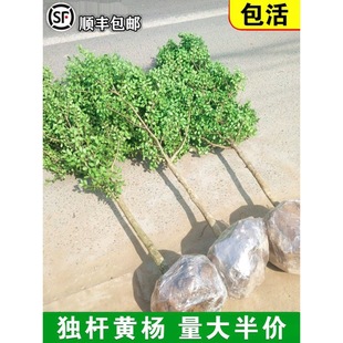 һ�����l�S����窚�UС�~�S��������ͥԺ���Թ��ӸߗU�����辰��