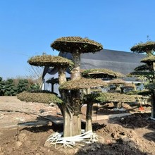 ����ֱ�NͥԺ�e���G�����͘��Ϟ��G���^�p�䌦����Ϟ�ؾ��ͺ���