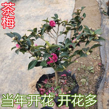 �ͺ��ͺ�����ļ�����ֲ�ﻨ��ɫ������÷ͥԺ���@�͏d������