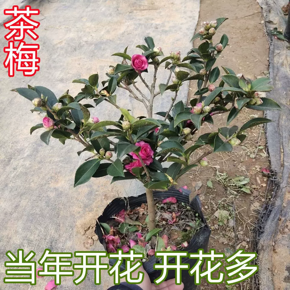 耐寒耐旱耐阴四季常青植物花多色冬季茶梅庭院花园客厅带花苞