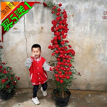 �W���ٱ��¼�������ļ�����õ�������NޱͥԺ��Ԯ��������