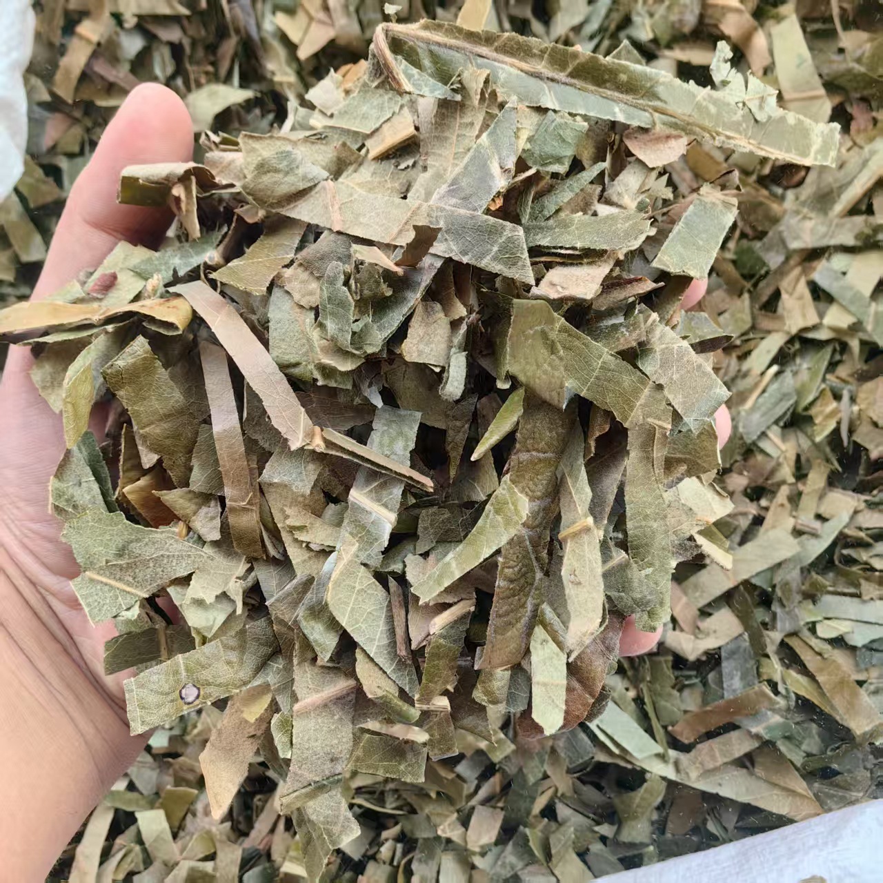 Loquat Leaf Pi Pa Ye 500g Dried Eriobotrya japonica Folium Herbal Tea Ingredient specifications
