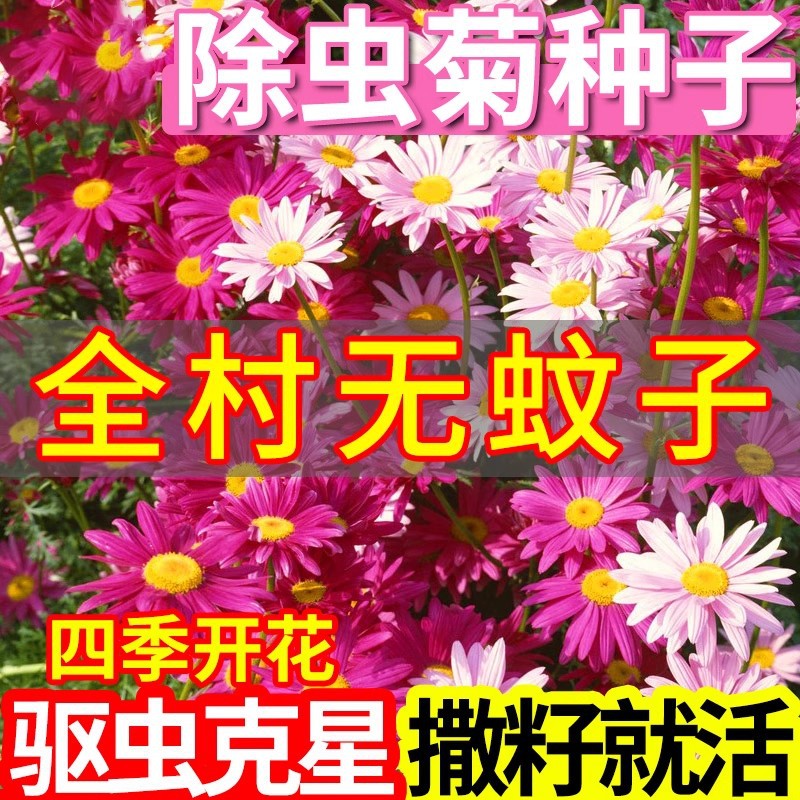 Pyrethrum seeds mosquito-repellent grass insect-repellent flower mixed color seeds original four-season vegetable flower seeds collection