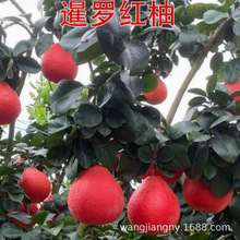 ̩�����_�t�t��ʯ������ ���Ә���t�����֘�����Ʒ���_�t������