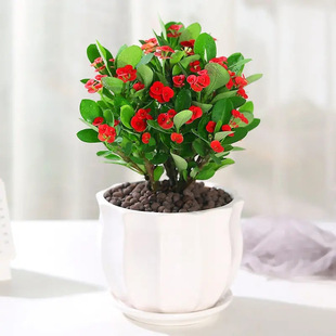 ����÷���������׻�ֲ���҃��k�����̨�ͺ��F���Ļ��ļ��_������