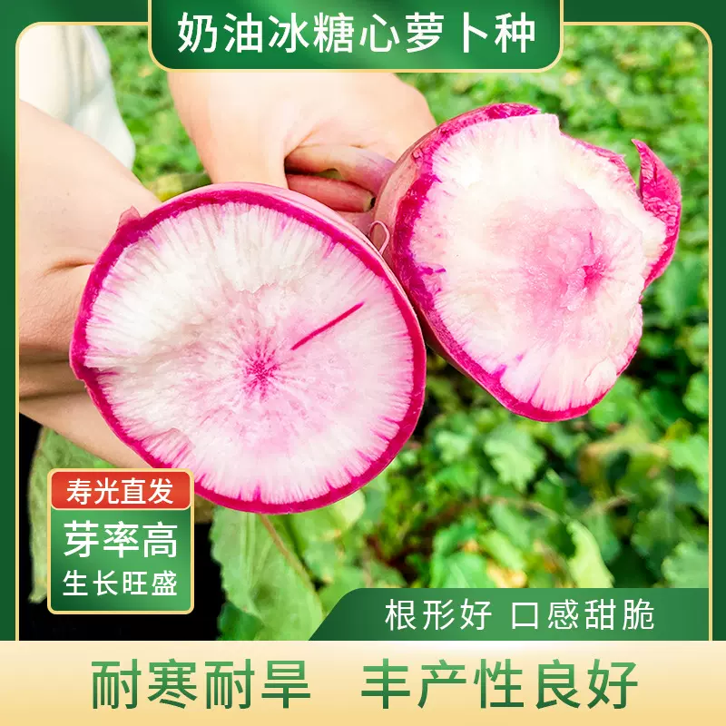 奶油冰糖心萝卜种子水果萝卜种籽红皮萝卜籽春秋季盆栽农家蔬菜孑