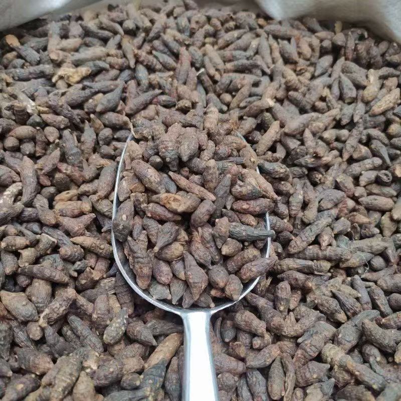 Xiang Fu Cyperus Rhizome Powder 500g Guangxi Dried Herb for Culinary and Traditional Use key features