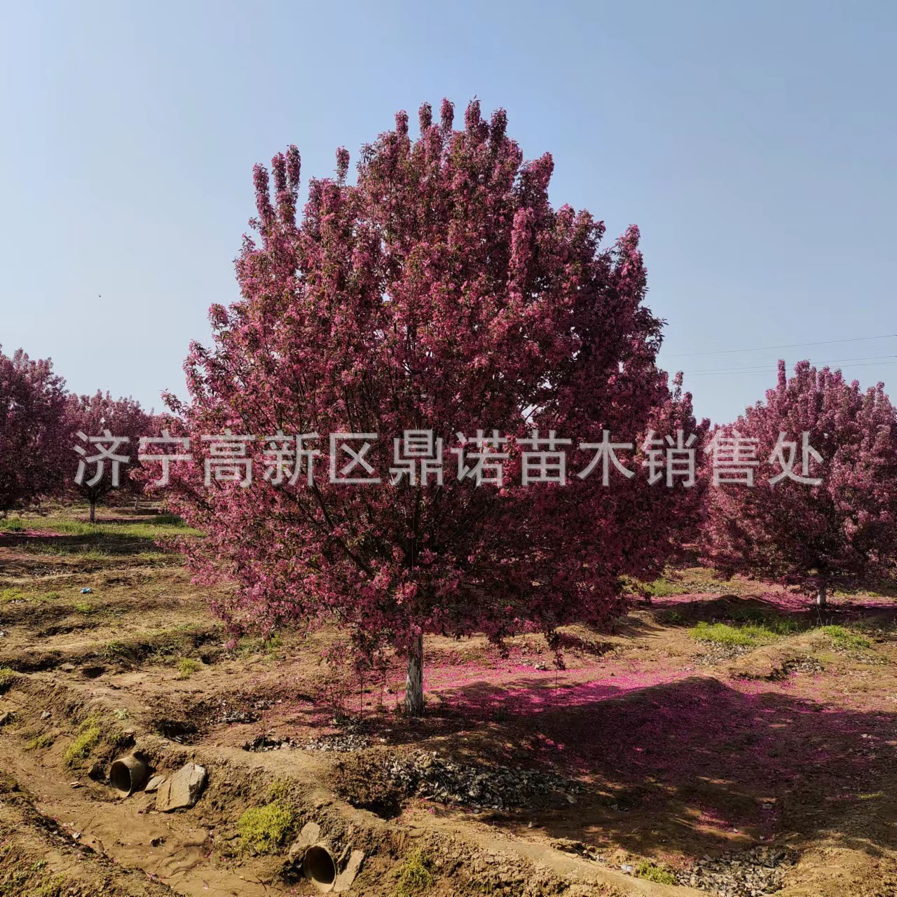 基地5公分绚丽北美海棠小树苗观赏垂丝海棠花耐寒植物花北美海棠