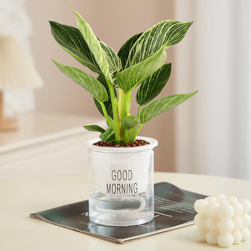 백금다이아몬드 1개(굿모닝 세면대) + 영양액