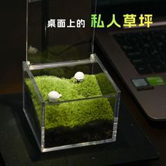 デスクトップ苔マイクロ風景ミニ苔ボックスオフィスクリエイティブ高価値 DIY 装飾品プライベート芝生