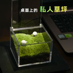 Desktop Moss Micro Landscape Mini Moss Box Office Creative High-Value DIY Ornaments Private Lawn