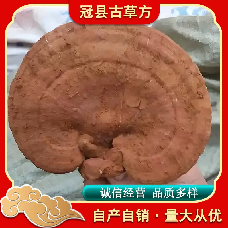 批发山东灵芝赤芝泰山赤灵芝紫芝煲汤泡酒