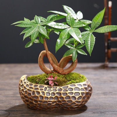 粗陶陶瓷花盆紫砂室内盆景组合绿植花器透气桌面多肉植物小花盆器|ms