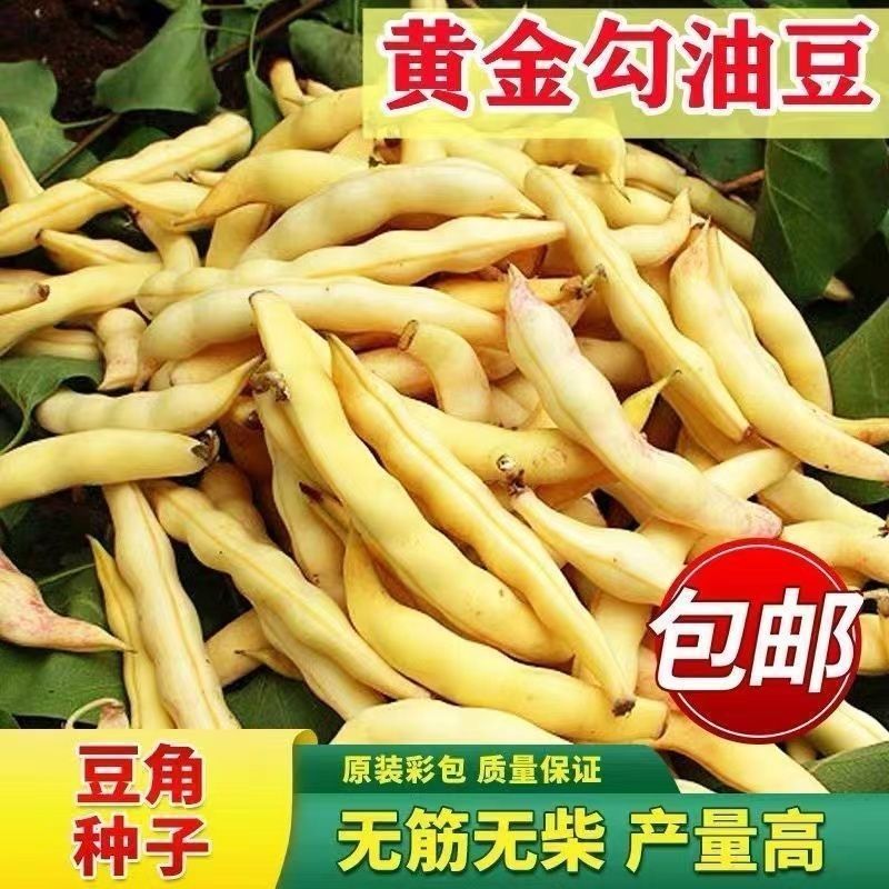 黄金钩红金勾油豆角种子油豆芸豆无筋架豆秋季蔬菜种籽四季播种孑