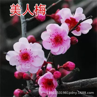 ͥԺ���� �D÷ �t÷ ��÷ �G÷ ��÷ �����D÷����÷���辰�䘶