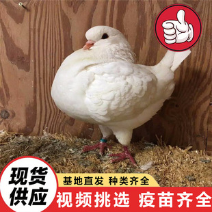����3��6���µİ������N�� ���Ցc����w��ƽ��  �����������r��