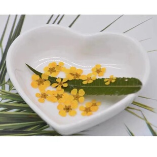 Dried Flower Baffles Small Narcissus Pearl Plum Embossed Nail Art Dried Flower Makeup Handmade Drops of Glue Plant Specimen Jewelry Photo Frame