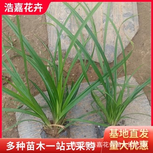 Green Moss Grass Laoyu Moss Grass/Shandong Qingzhou Supplies a Large Amount of Perennial/Grass Flower Green Moss Grass Seedlings